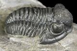 Detailed Gerastos Trilobite Fossil - Morocco #141682-1